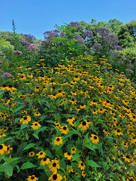 Pre-Sale: Native Plant Seeds to Northern Ohio 2027 Collection