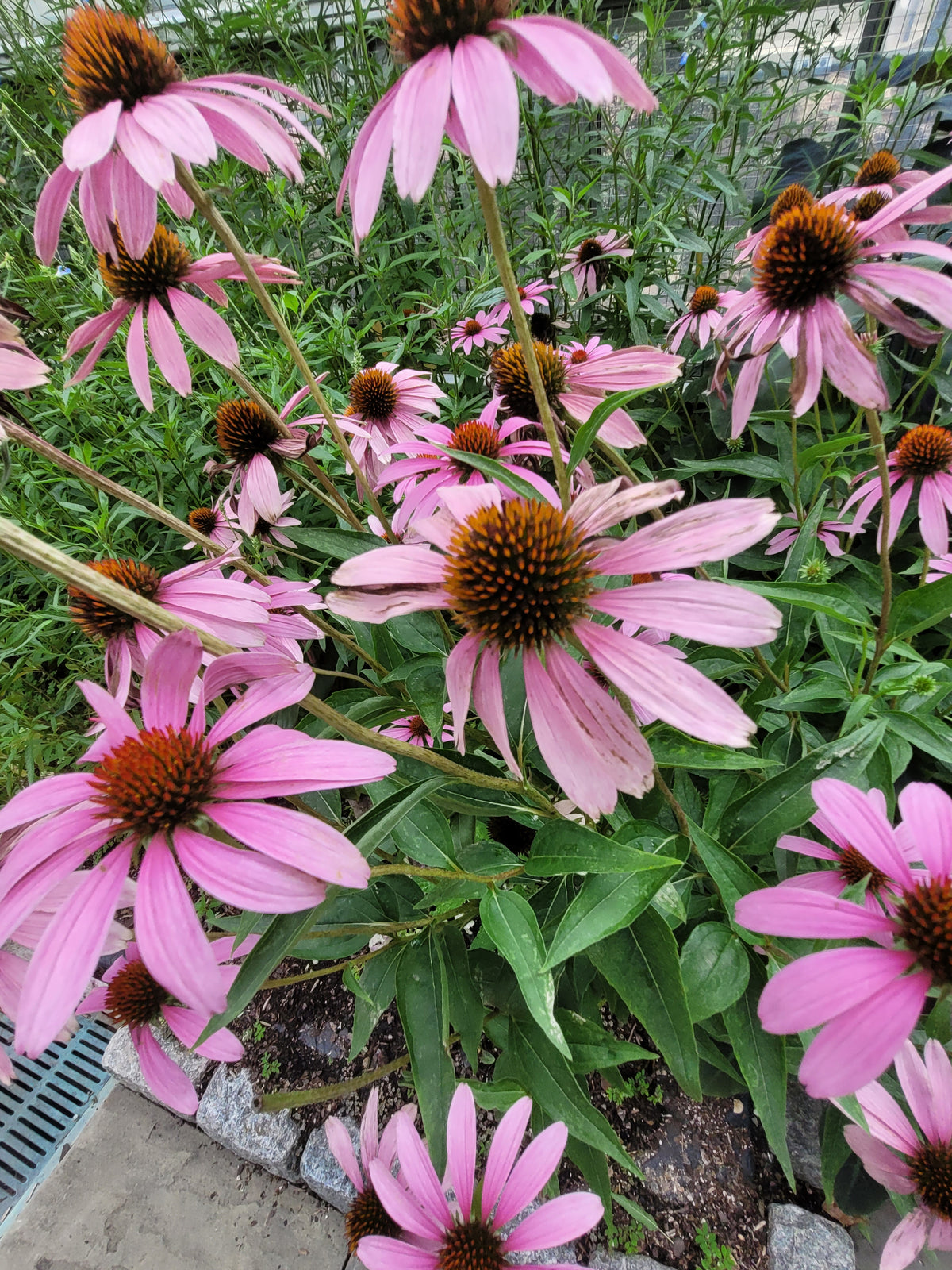 Pink coneflowers with orange-brown centers and green foliage growing in a garden bed.